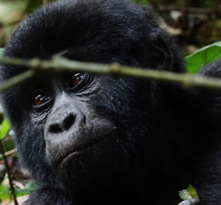 Gorilla Tours | Birding In Uganda | Gorilla trekking | Uganda Safaris