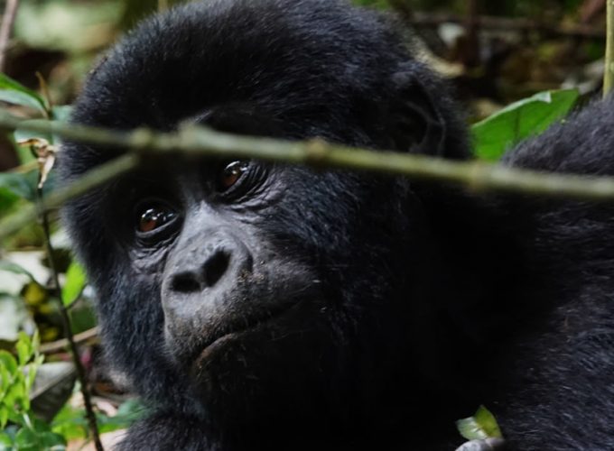 Gorilla Tours | Birding In Uganda | Gorilla trekking | Uganda Safaris