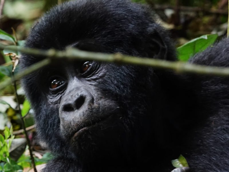 Gorilla Tours | Birding In Uganda | Gorilla trekking | Uganda Safaris