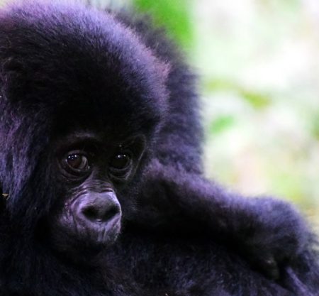 Gorilla Tours | Birding In Uganda | Gorilla trekking | Uganda Safaris