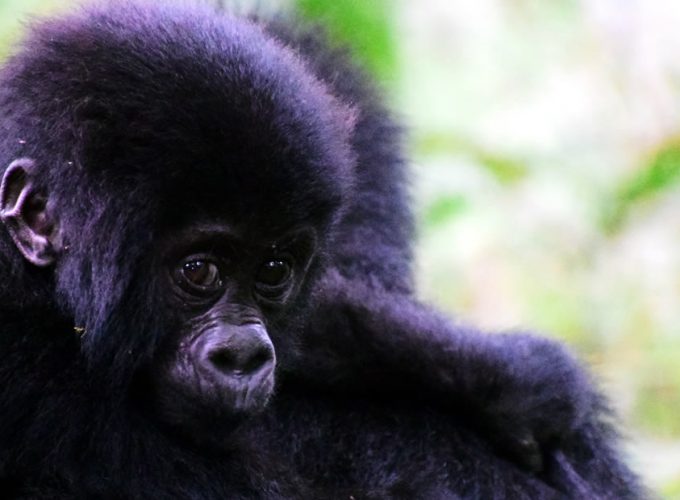 Gorilla Tours | Birding In Uganda | Gorilla trekking | Uganda Safaris