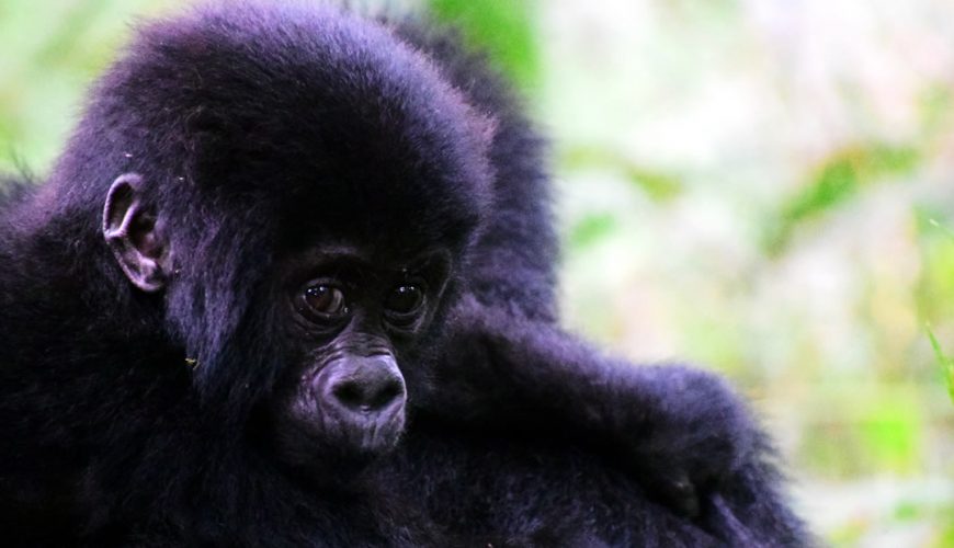 Gorilla Tours | Birding In Uganda | Gorilla trekking | Uganda Safaris