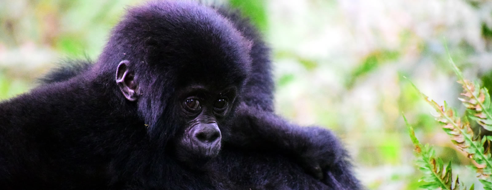 Gorilla Tours | Birding In Uganda | Gorilla trekking | Uganda Safaris