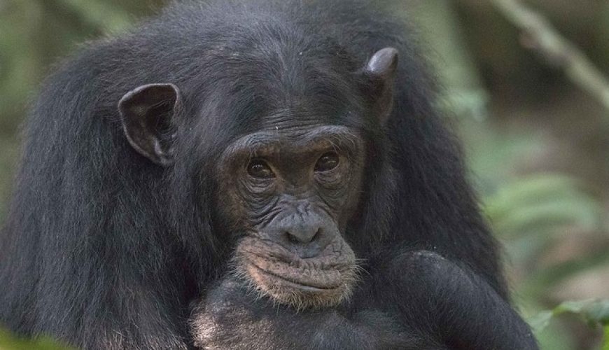 Chimpanzee habituation process in Kibale forest national park Uganda