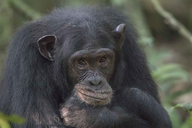 Chimpanzee habituation process in Kibale forest national park Uganda