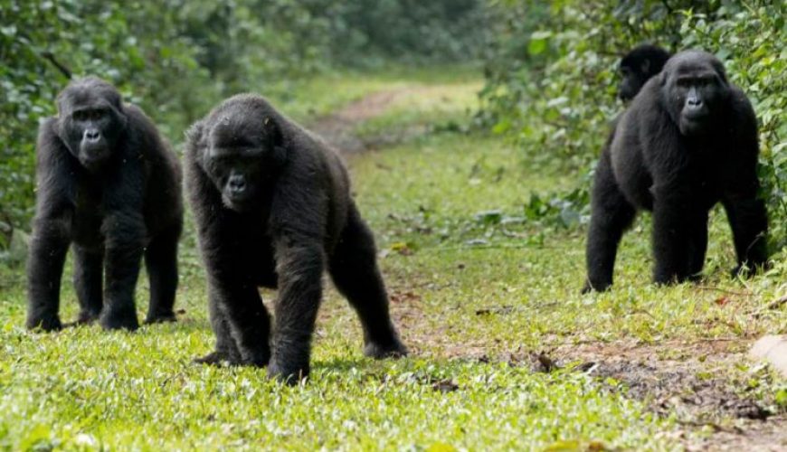 Gorilla Tours | Birding In Uganda | Gorilla trekking | Uganda Safaris