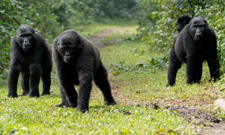 What to do on a Uganda gorilla trekking safari program