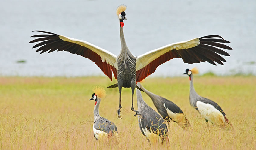 Birding in Uganda