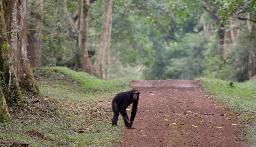 Budongo Central Forest reserve in Uganda