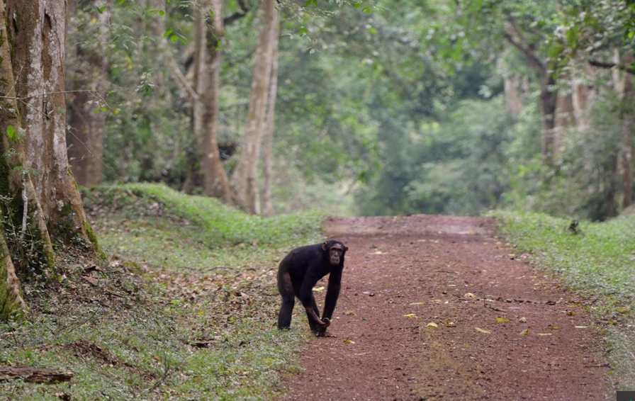 Budongo Central Forest reserve in Uganda