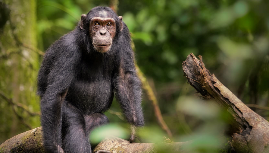 Budongo Central Forest reserve in Uganda