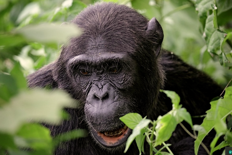 Chimpanzee habituation process in Kibale forest national park Uganda