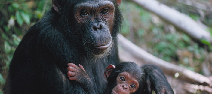 Chimpanzee habituation safari in Uganda