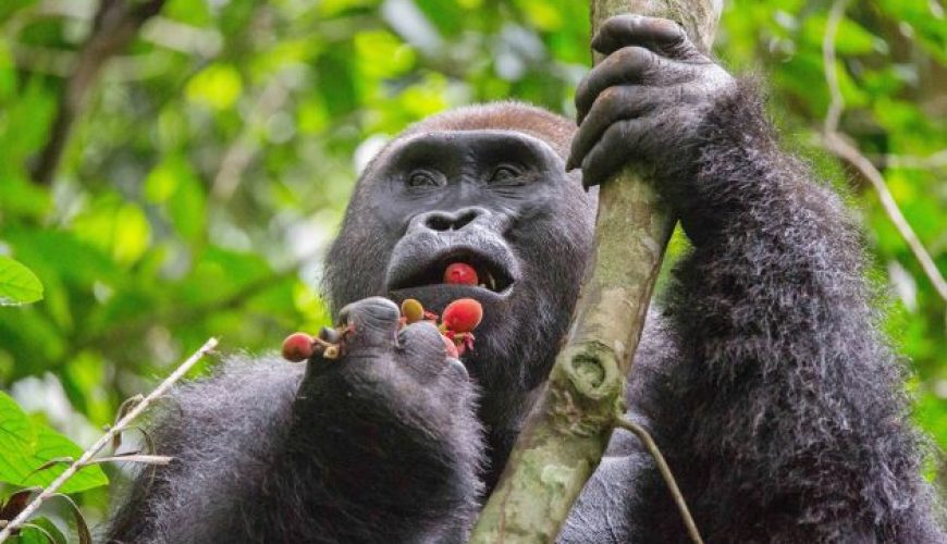 Gorilla Tours | Birding In Uganda | Gorilla trekking | Uganda Safaris