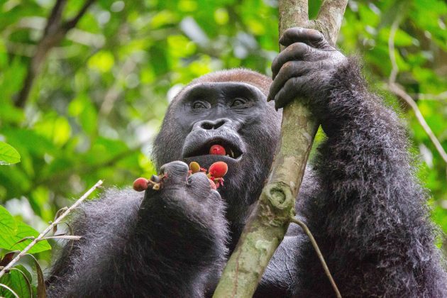 Gorilla Tours | Birding In Uganda | Gorilla trekking | Uganda Safaris