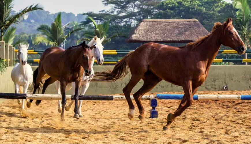 Horse riding trips in Uganda