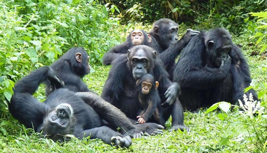 Chimpanzee habituation safari in Uganda