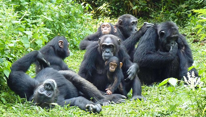 Day 8: Chimpanzee tracking – Bigodi walk