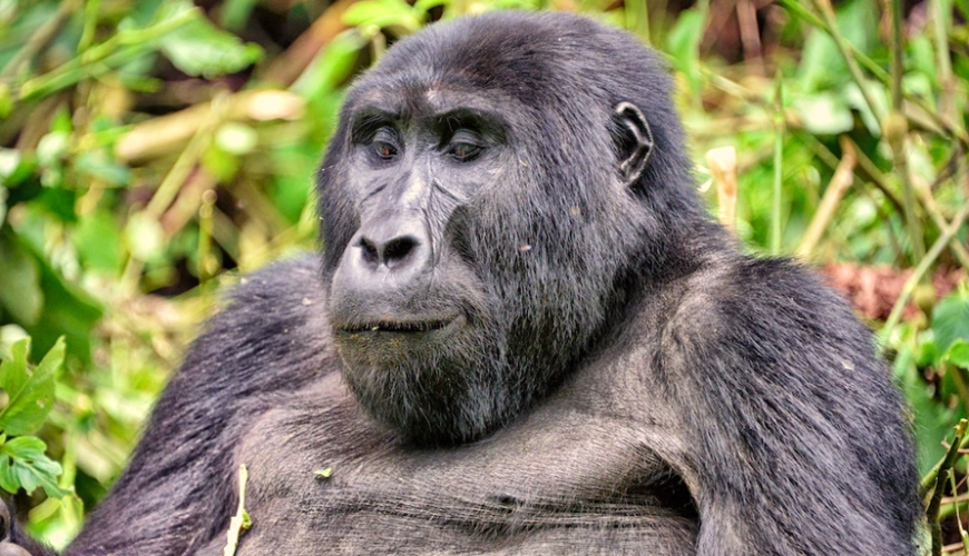 What to do on a Uganda gorilla trekking safari program