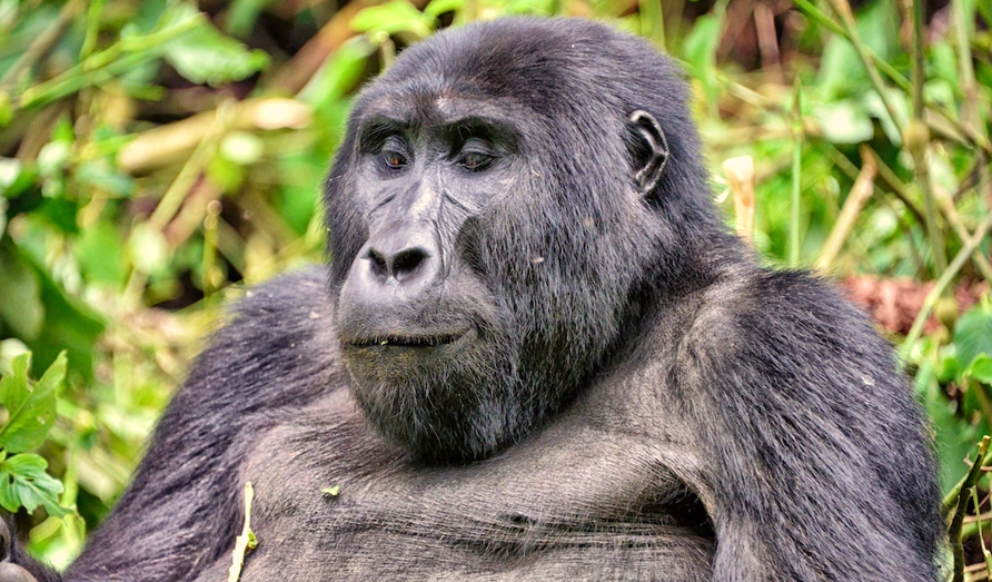 What to do on a Uganda gorilla trekking safari program