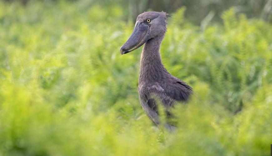 Birding in Uganda