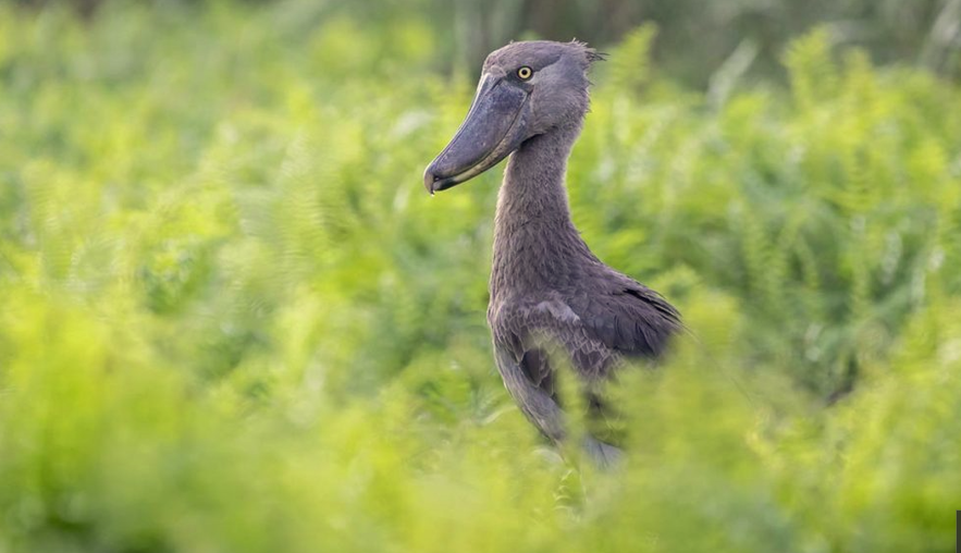 Birding in Uganda