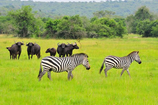 Experiencing Uganda & Wildlife Animals