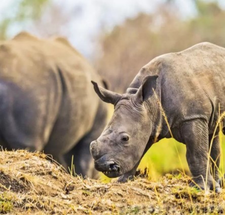 Day 11: Rhino tracking at Ziwa 