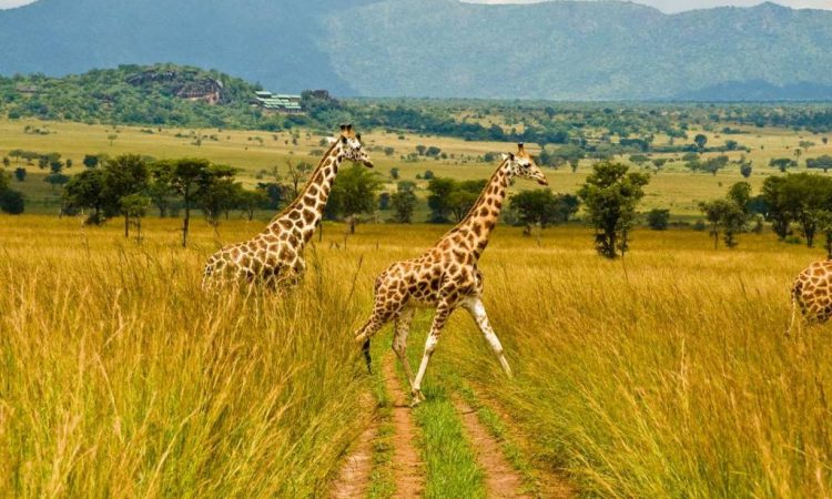 Day 4: Game drive in Kidepo valley Game Park