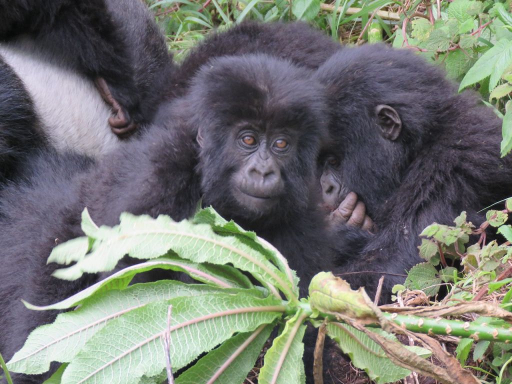 Day 3: Volcanoes National Park gorilla trekking experience