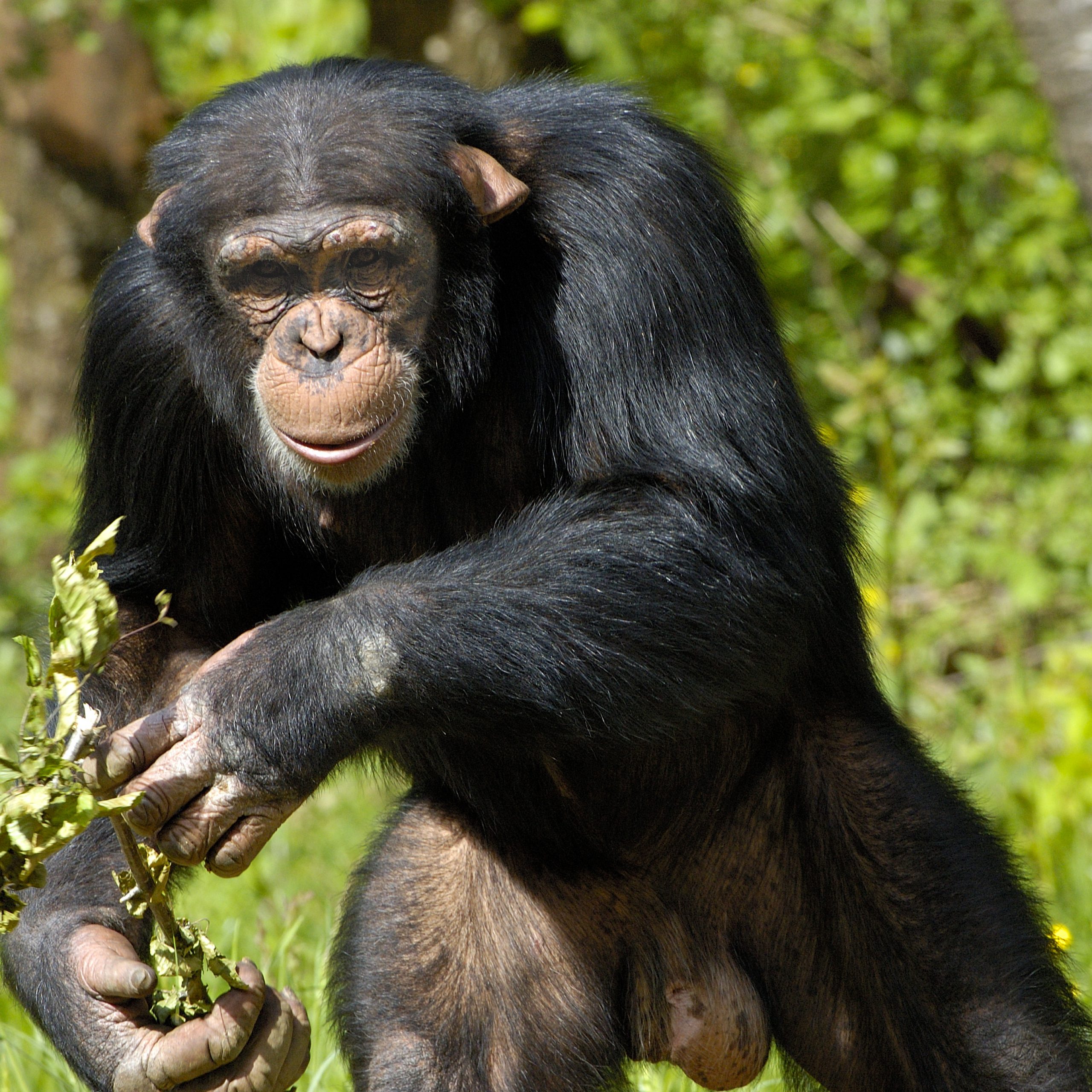 Day 3: Chimpanzee tracking in the morning and an evening canopy walk in Nyungwe