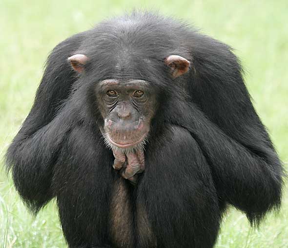 Day 6: Early morning chimpanzee tracking in Nyungwe Forest National Park