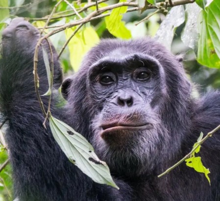 Day 7: Chimpanzee trekking in Kibale Forest National Park