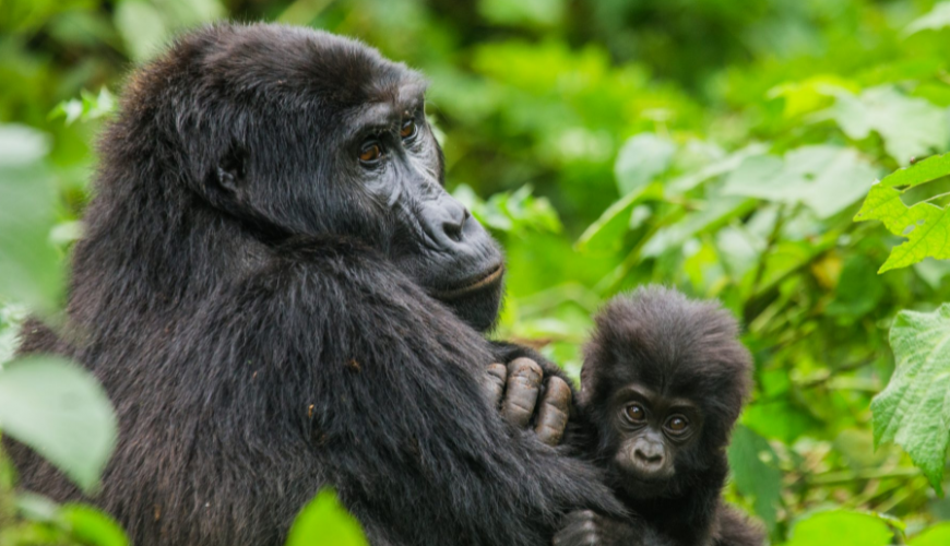 Gorilla Tours | Birding In Uganda | Gorilla trekking | Uganda Safaris