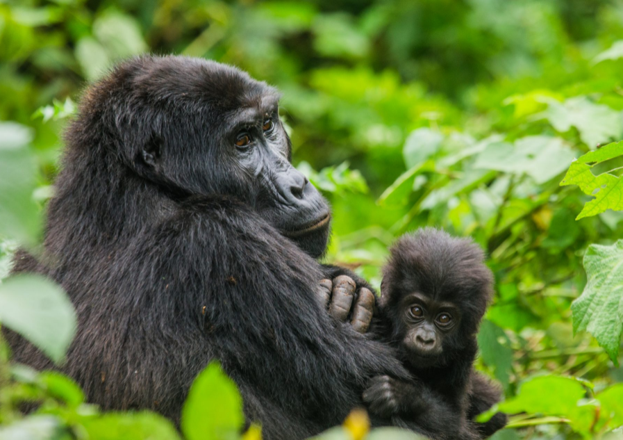 Gorilla Tours | Birding In Uganda | Gorilla trekking | Uganda Safaris