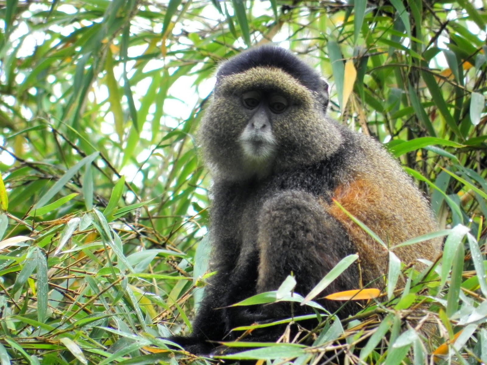 Day 3: Tracking golden monkeys and returning to Kigali