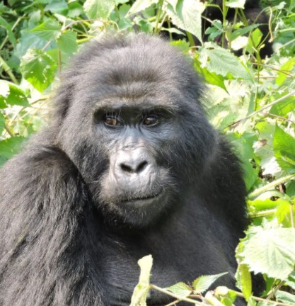  Day 8: Gorilla trekking experience in Bwindi