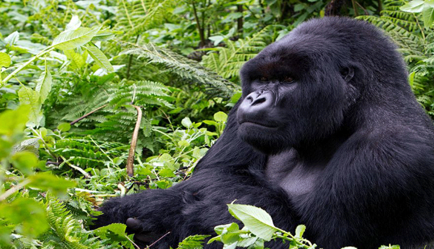 Gorilla trekking in Uganda from Kigali Rwanda