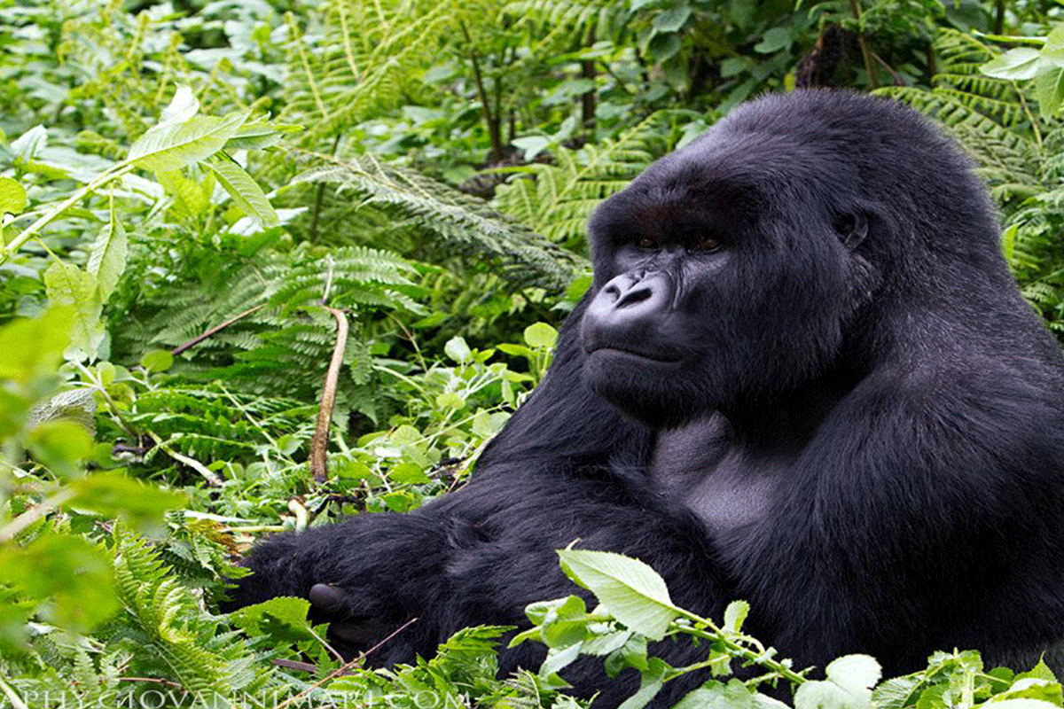 Gorilla trekking in Uganda from Kigali Rwanda