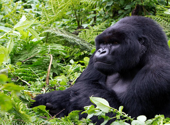 Gorilla Tours | Birding In Uganda | Gorilla trekking | Uganda Safaris