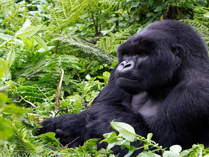 Gorilla Tours | Birding In Uganda | Gorilla trekking | Uganda Safaris