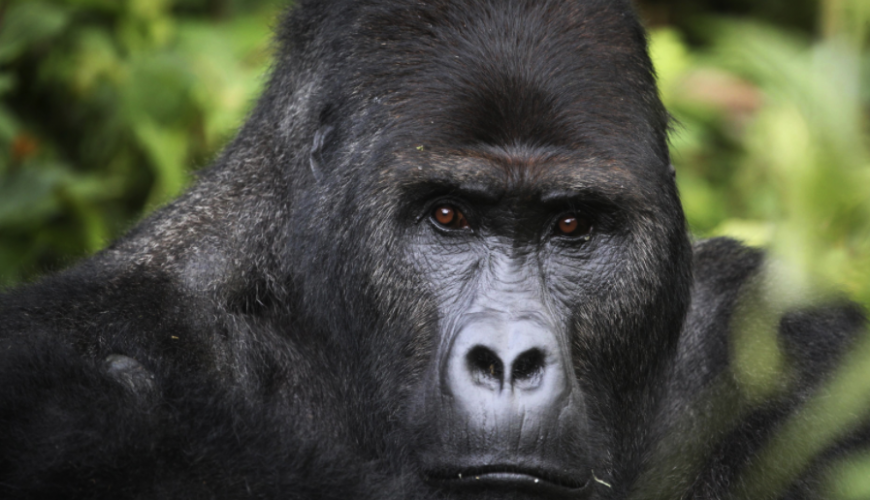 Gorilla Tours | Birding In Uganda | Gorilla trekking | Uganda Safaris