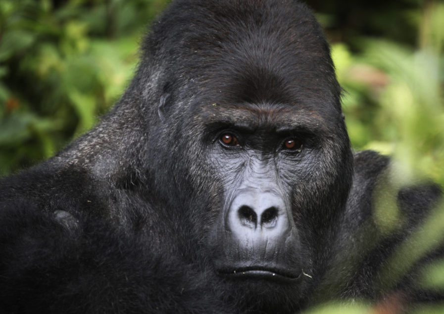 Gorilla Tours | Birding In Uganda | Gorilla trekking | Uganda Safaris