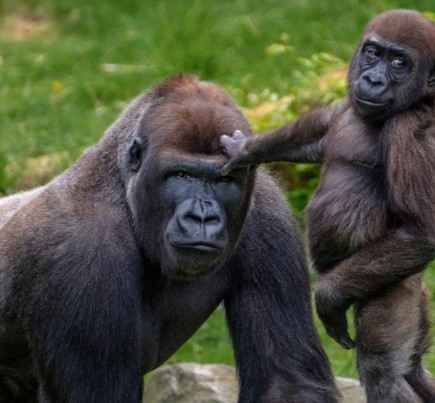 Day 9: Mountain Gorilla trekking.