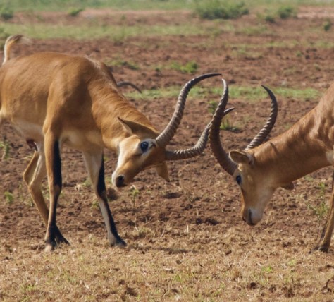 Day 3: Murchison Falls National Park game drives and a boat cruise