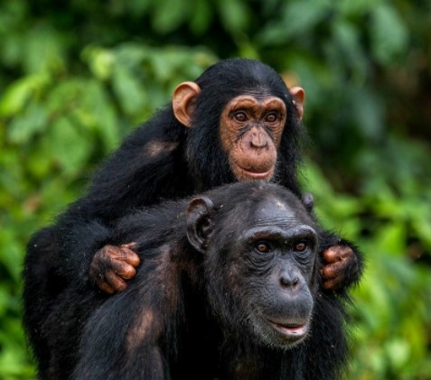 Day 14: Explore the Ngamba chimpanzee sanctuary.