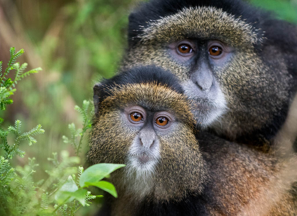 Day 5: Early morning golden monkey tracking and transfer to Lake Nyungwe Forest National Park