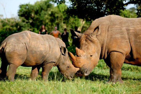 Ziwa Rhino sanctuary in Uganda