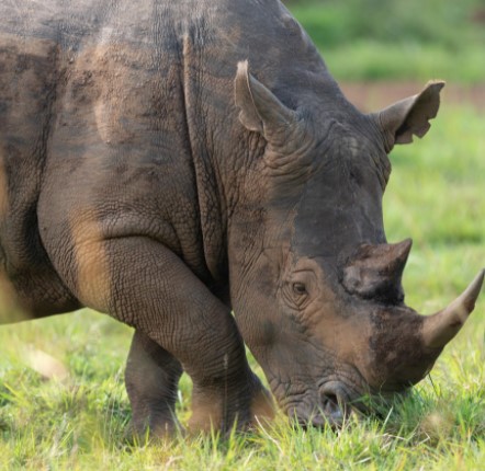 Day 2: Travel to Murchison Falls National Park by car.