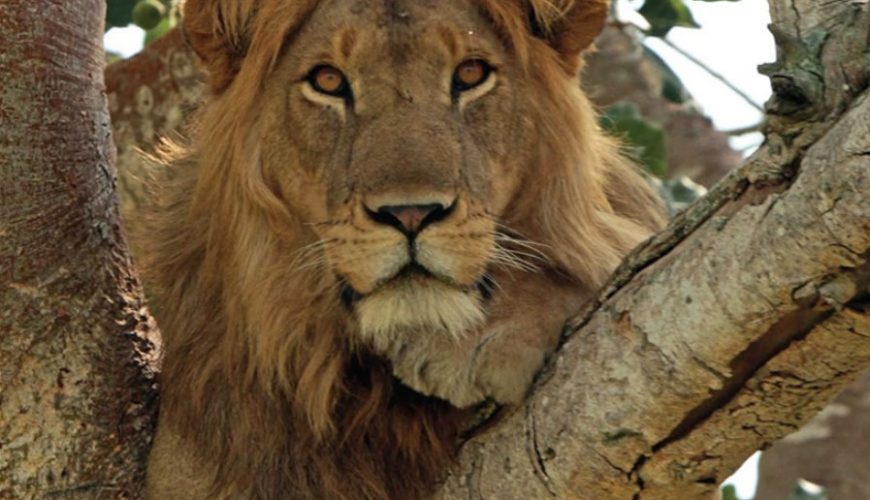 Gorilla Tours | Birding In Uganda | Gorilla trekking | Uganda Safaris